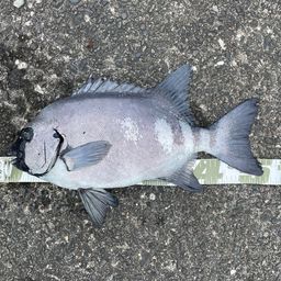 イシダイ