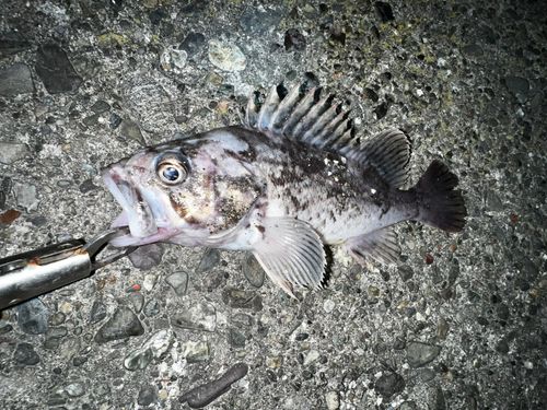 クロソイの釣果