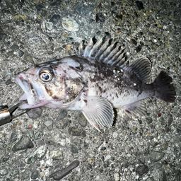 クロソイ