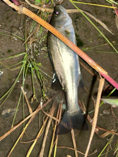 セイゴ（タイリクスズキ）の釣果