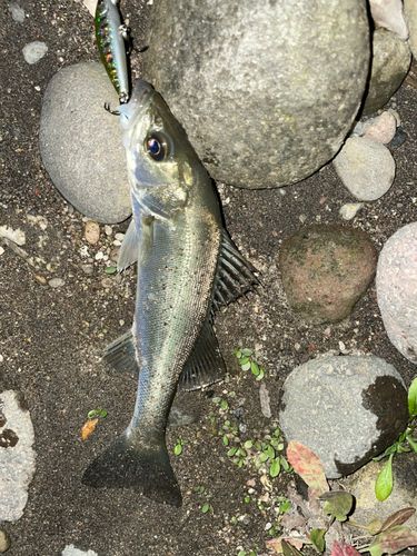 セイゴ（タイリクスズキ）の釣果