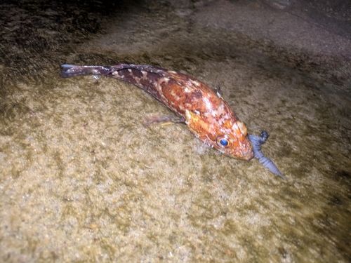 イソカサゴの釣果