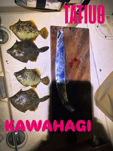 カワハギの釣果