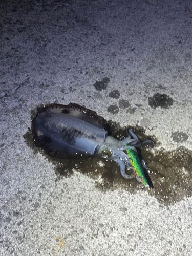 アオリイカの釣果