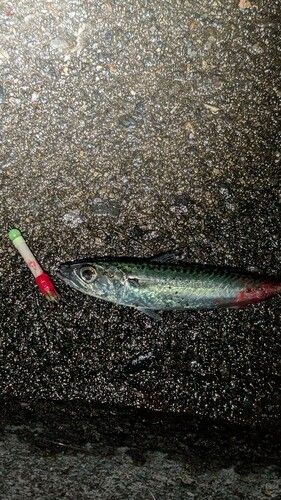 サバの釣果