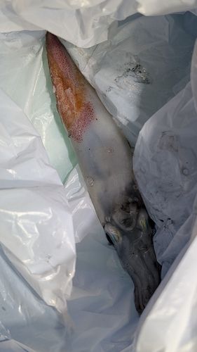 ヤリイカの釣果