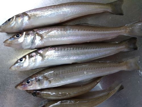 キスの釣果