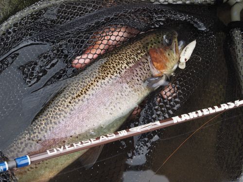 ニジマスの釣果