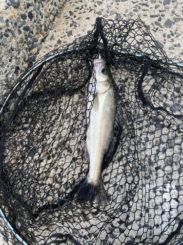 セイゴ（マルスズキ）の釣果