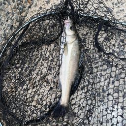 セイゴ（ヒラスズキ）