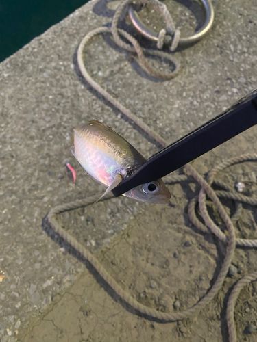 マアジの釣果