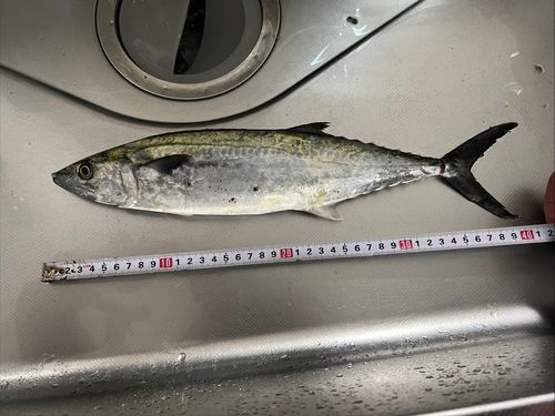 サゴシの釣果