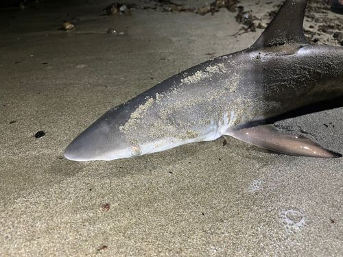 サメの釣果