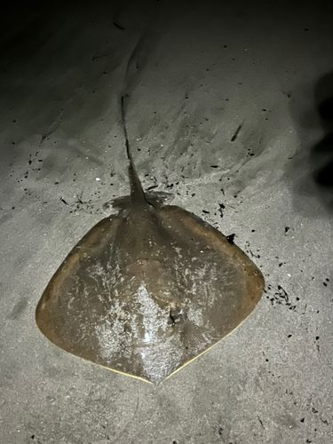種子島