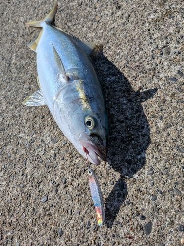 イナダの釣果