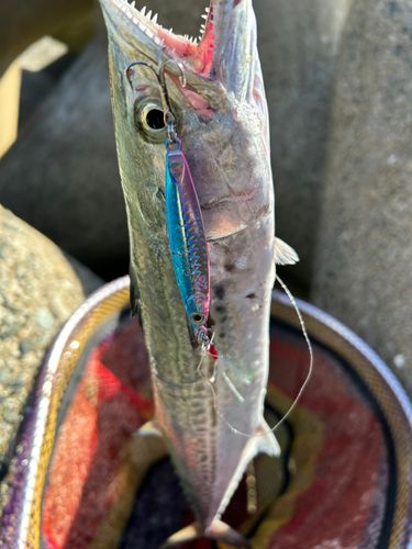 サゴシの釣果