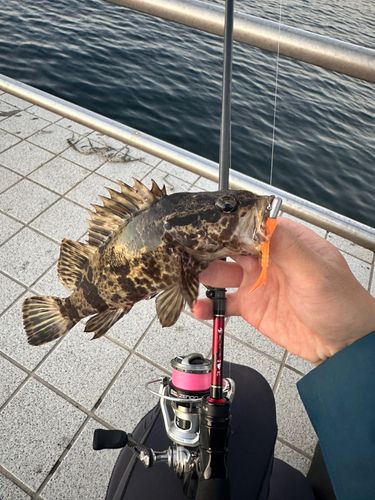 タケノコメバルの釣果