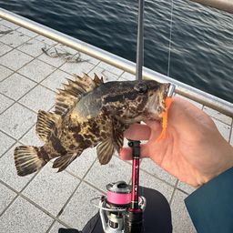 タケノコメバル
