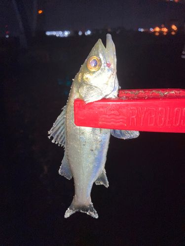 セイゴ（マルスズキ）の釣果