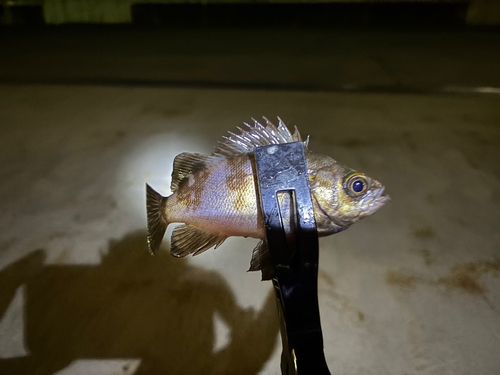 メバルの釣果