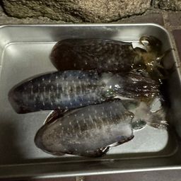 アオリイカ