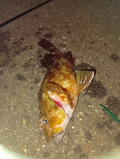 カサゴの釣果
