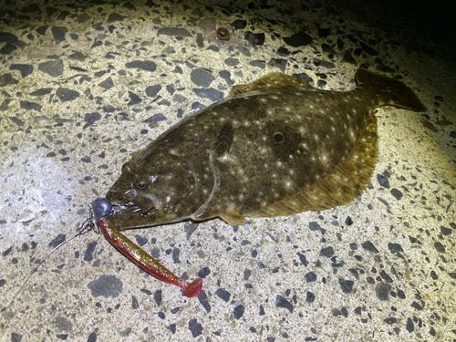 ヒラメの釣果