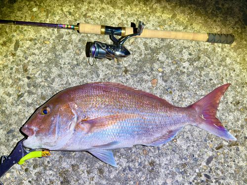 マダイの釣果