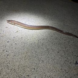アナゴ