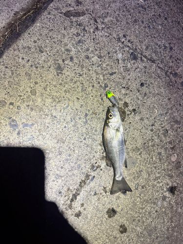セイゴ（ヒラスズキ）の釣果
