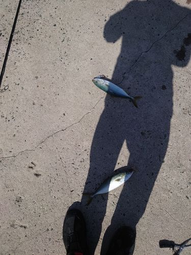ショゴの釣果
