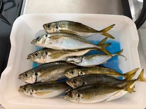 アジの釣果