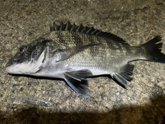 クロダイの釣果