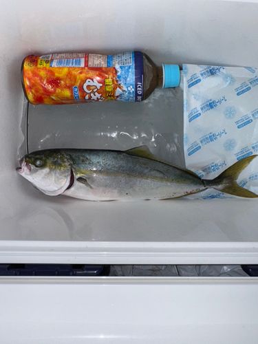 エソの釣果