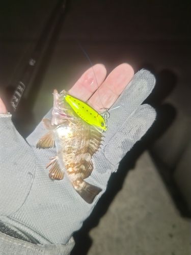 メバルの釣果
