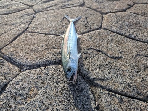 サゴシの釣果