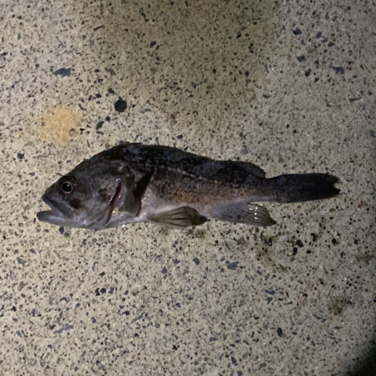 クロソイ