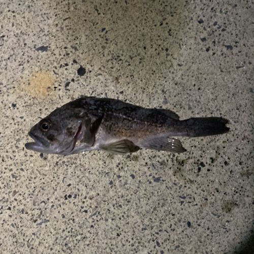 クロソイの釣果