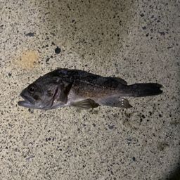 クロソイ