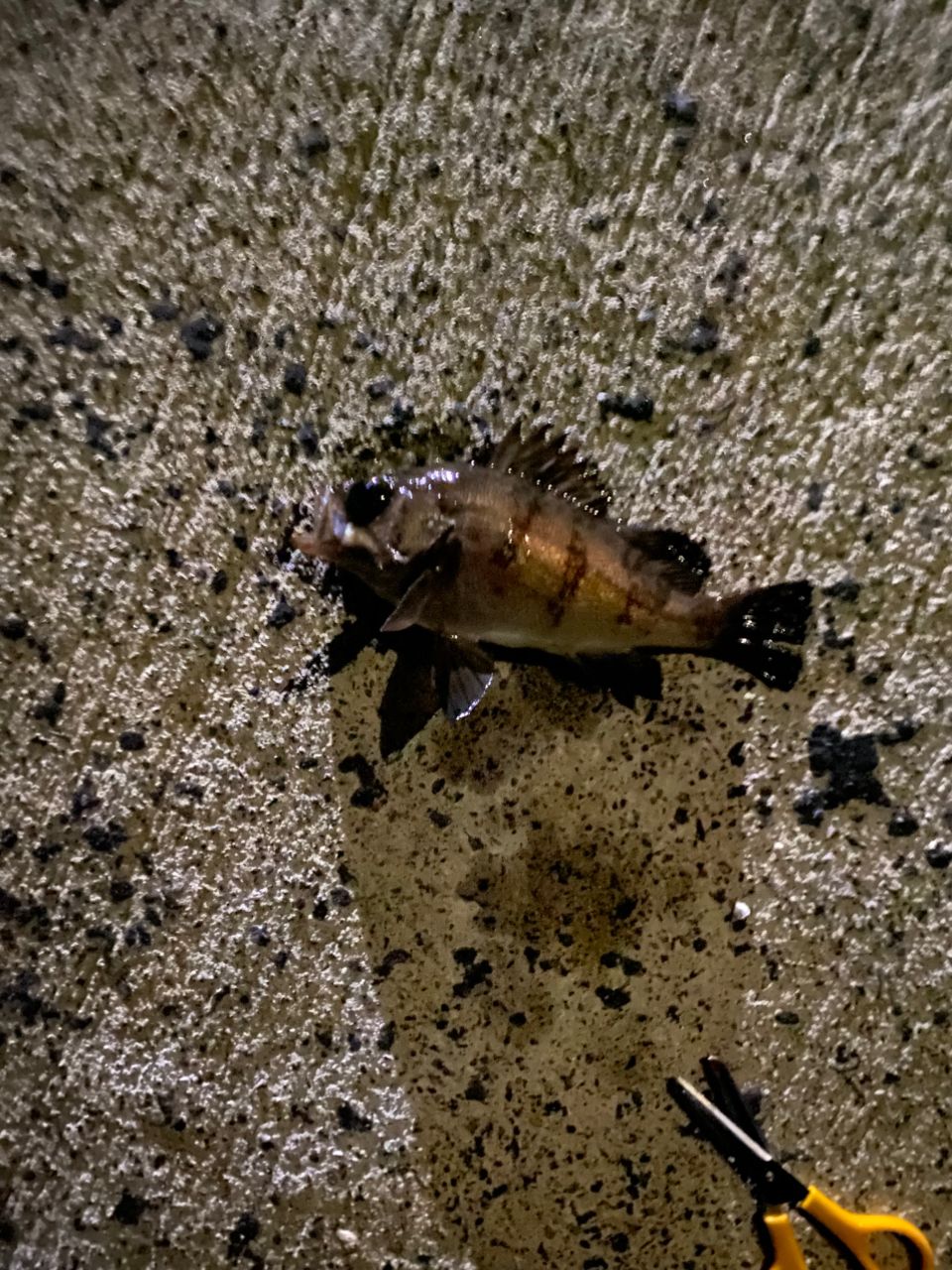 クロソイ