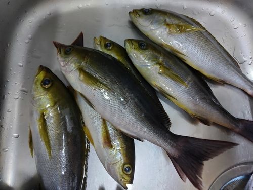 イサキの釣果