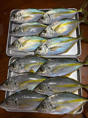 シマアジの釣果