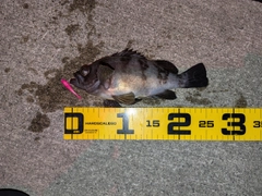 メバルの釣果