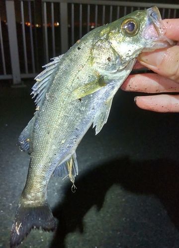 スズキの釣果