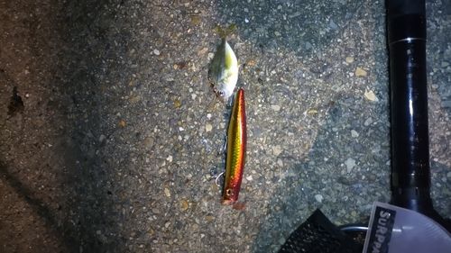 ボラの釣果