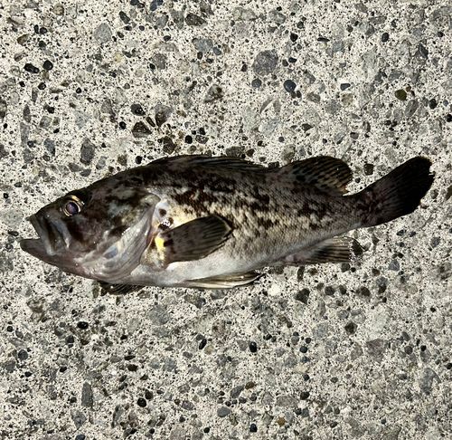 クロソイの釣果