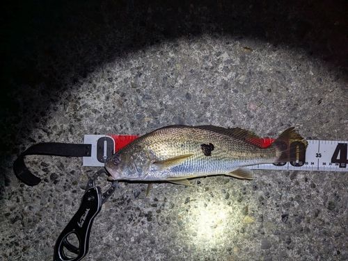 ニベの釣果