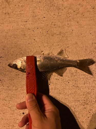 セイゴ（マルスズキ）の釣果