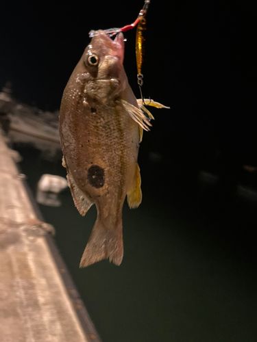 クロホシフエダイの釣果