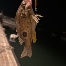クロホシフエダイ